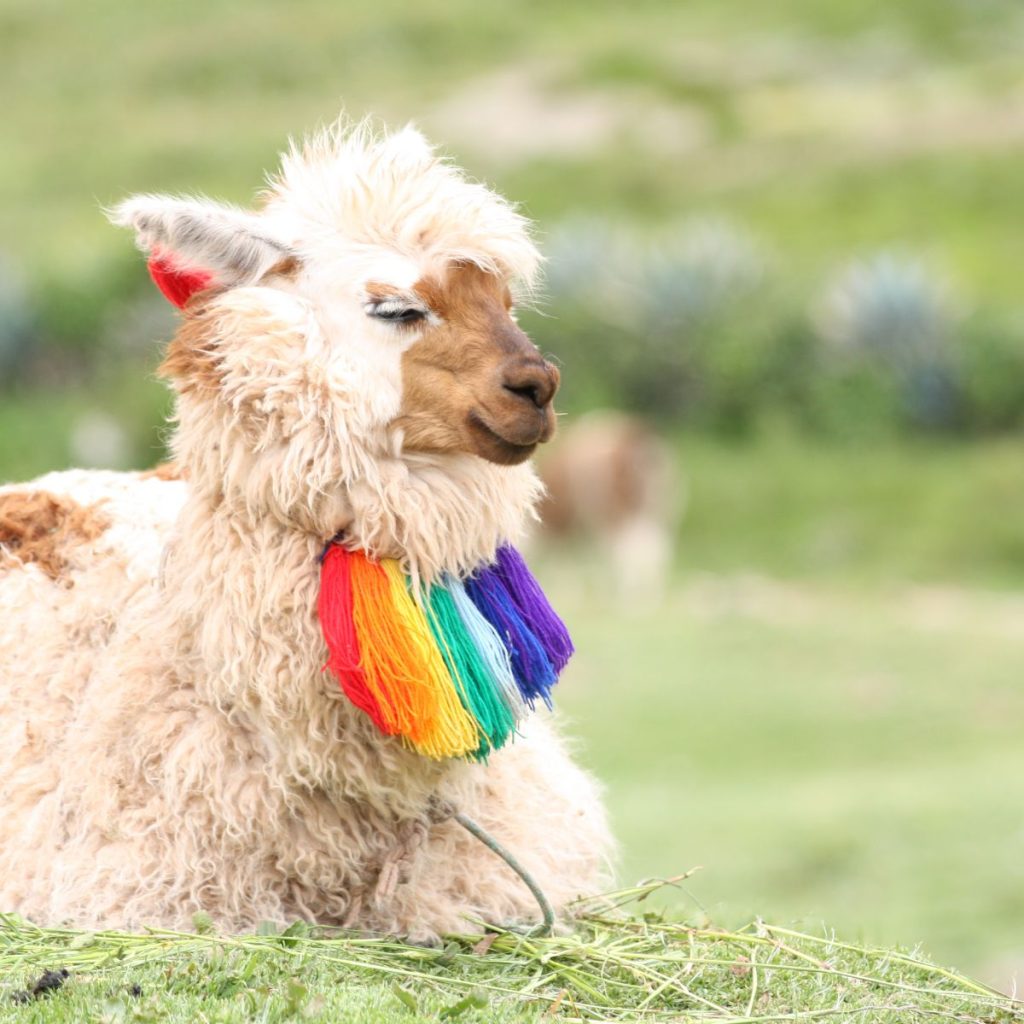 Cuzco