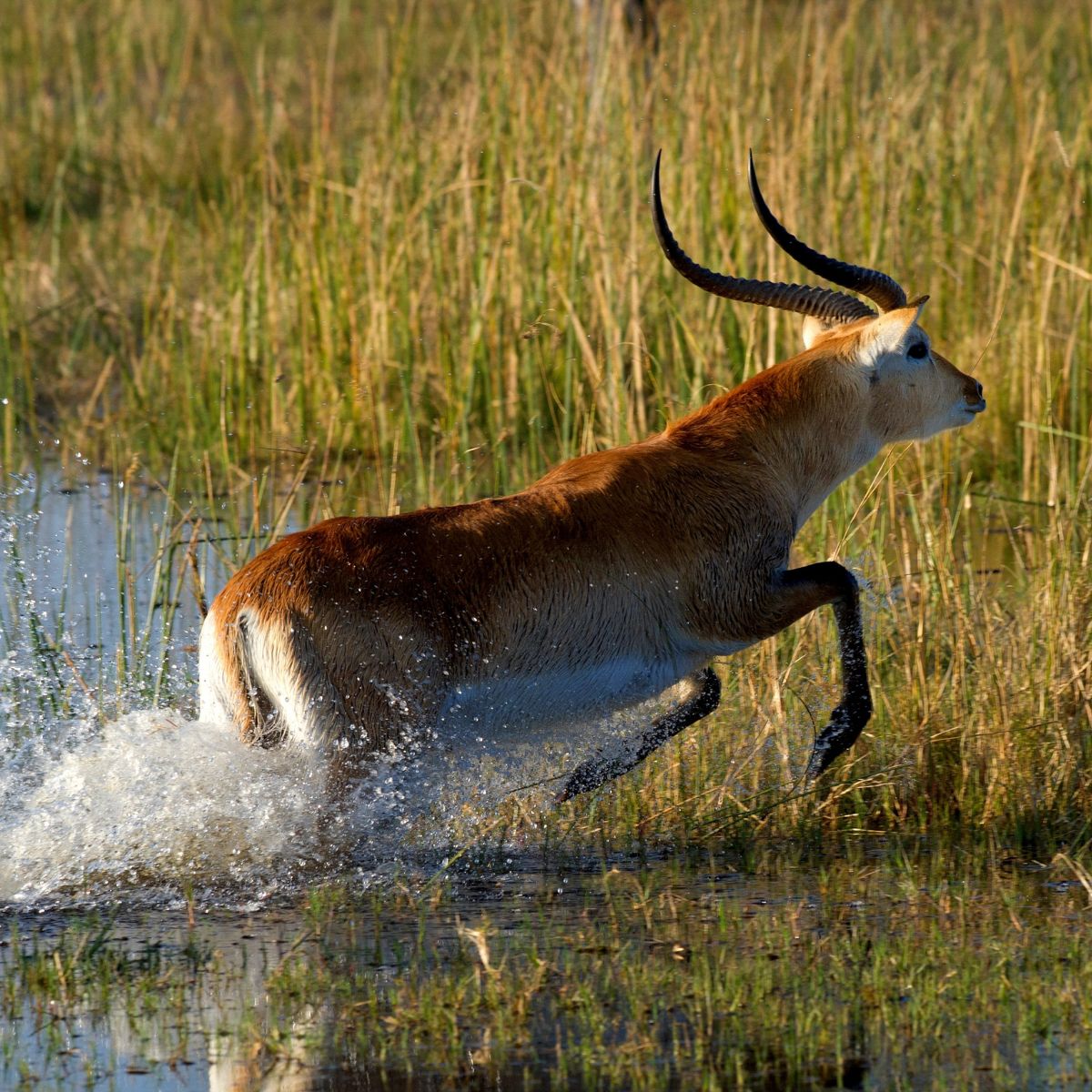 Delta del Okavango