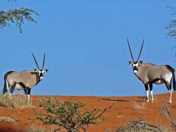 Desiertos de Namibia en 4×4 7