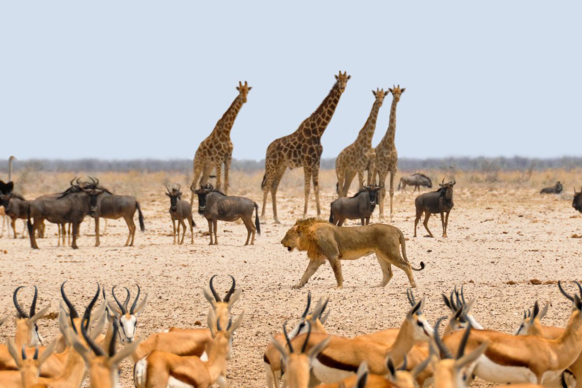 Esencias de Namibia con Cataratas Victoria y Chobe
