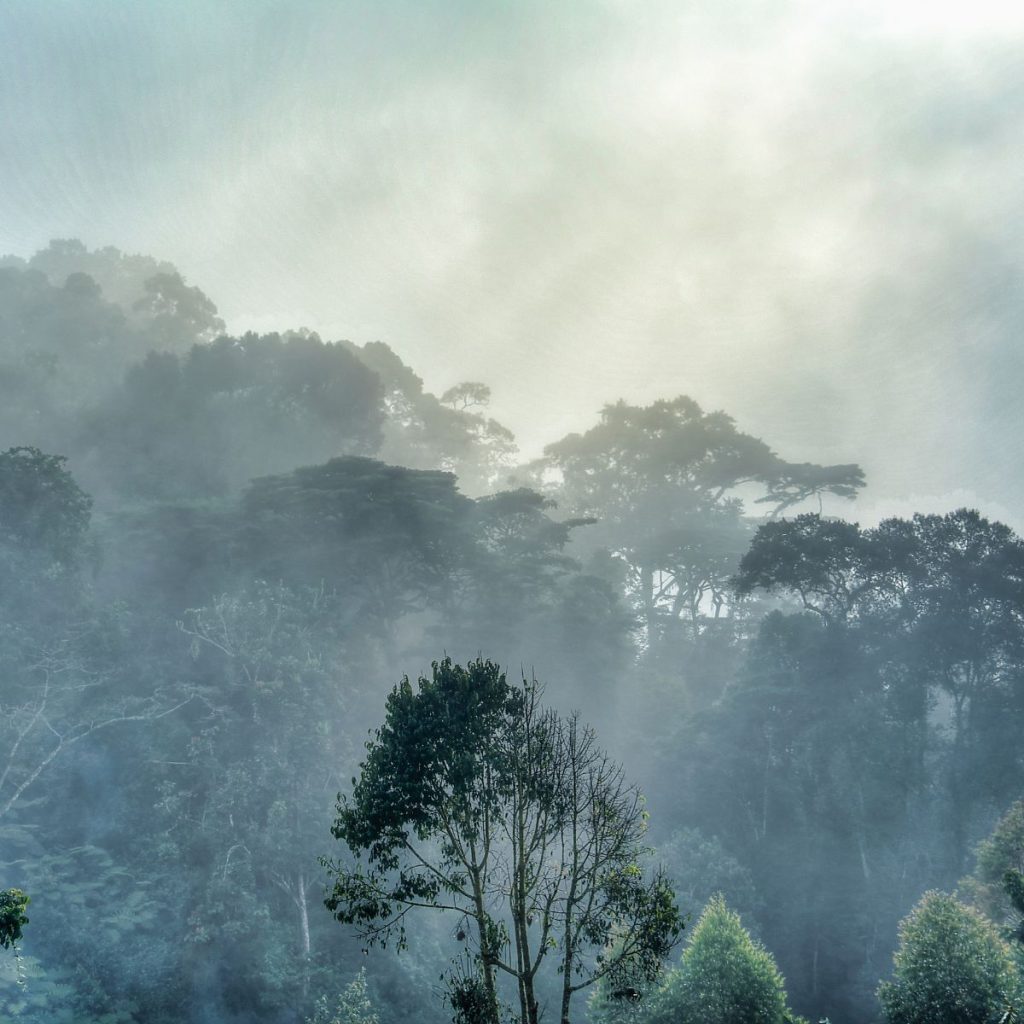 Parque Nacional de Bwindi