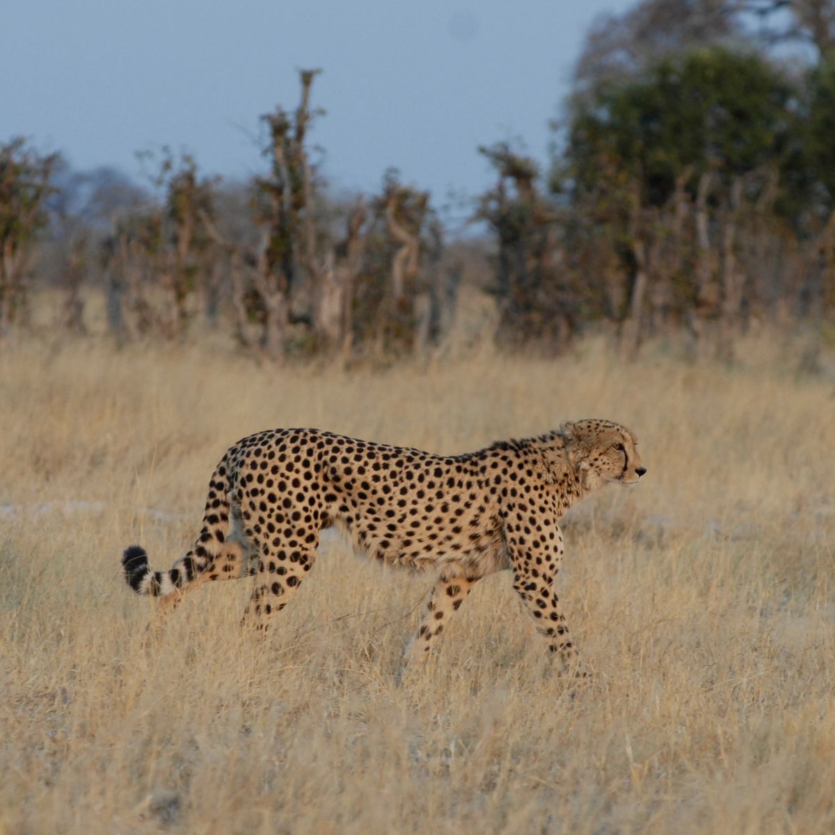 Parque Nacional de Chobe