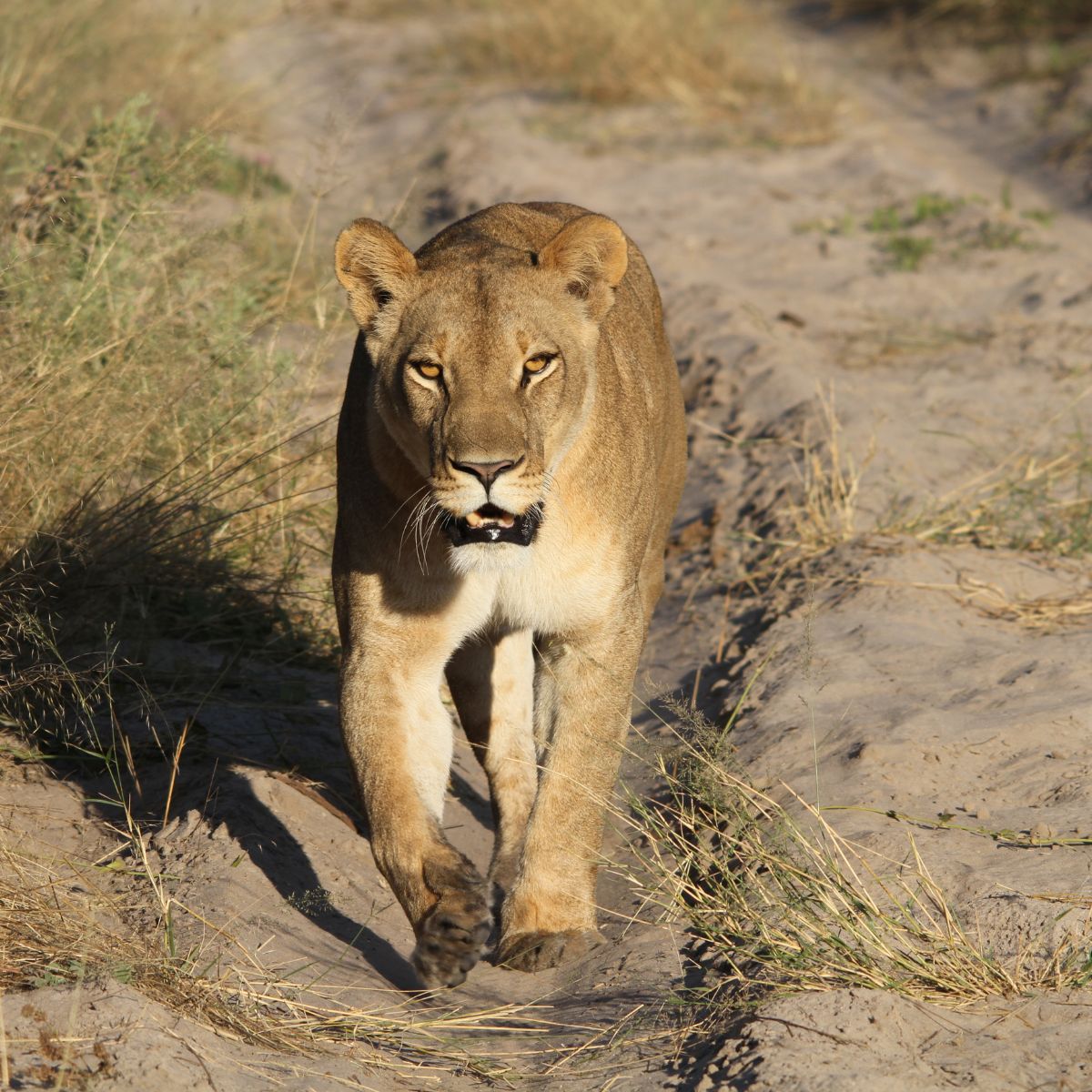 Reserva de Moremi