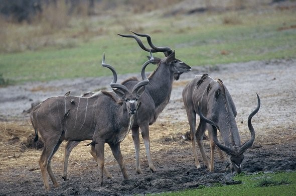 Safari por Botswana