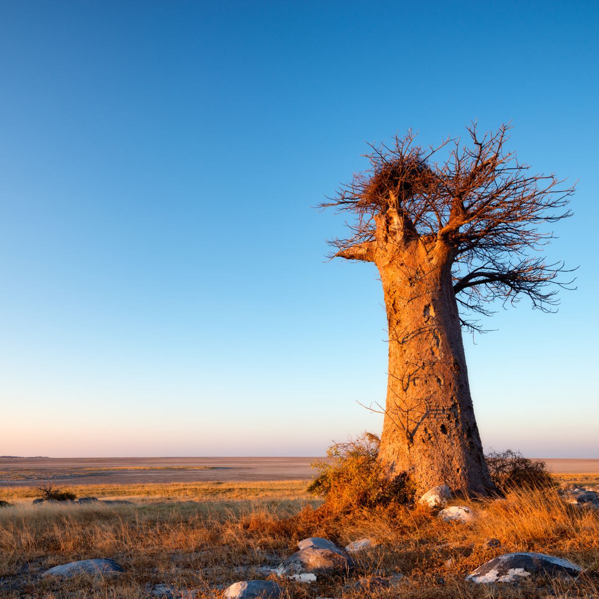 Salares de Makgadikgadi