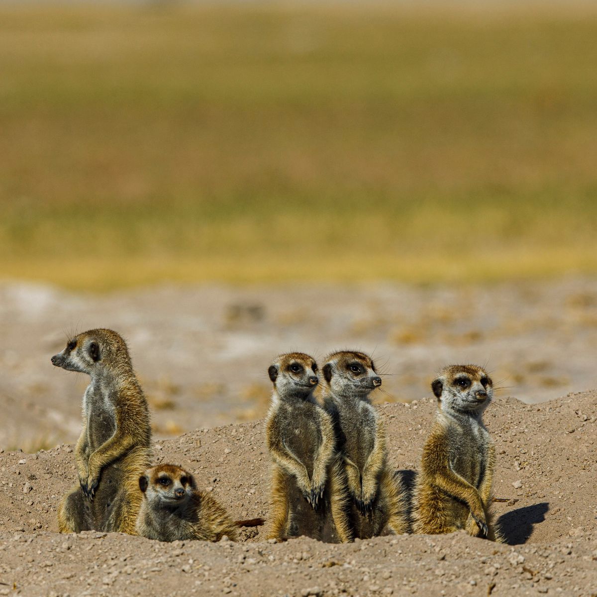 Salares de Makgadikgadi