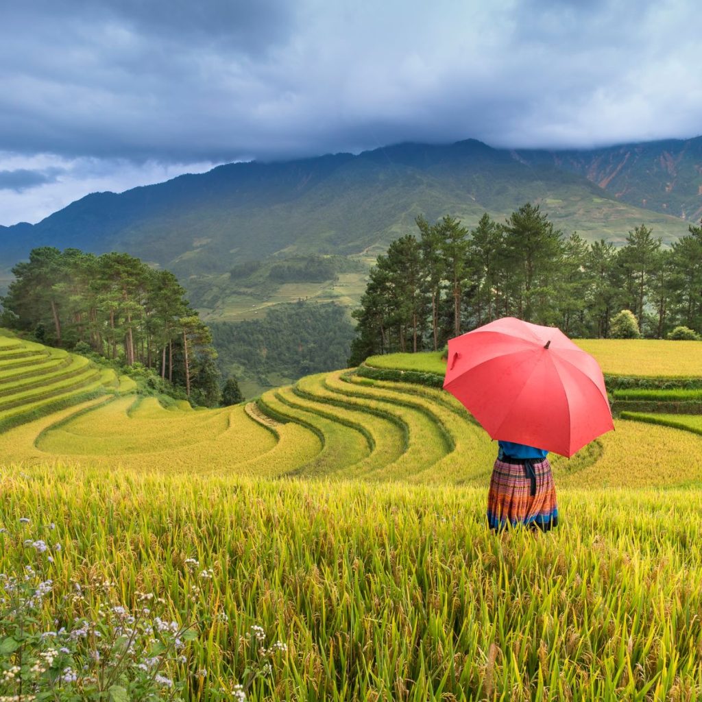 Sapa