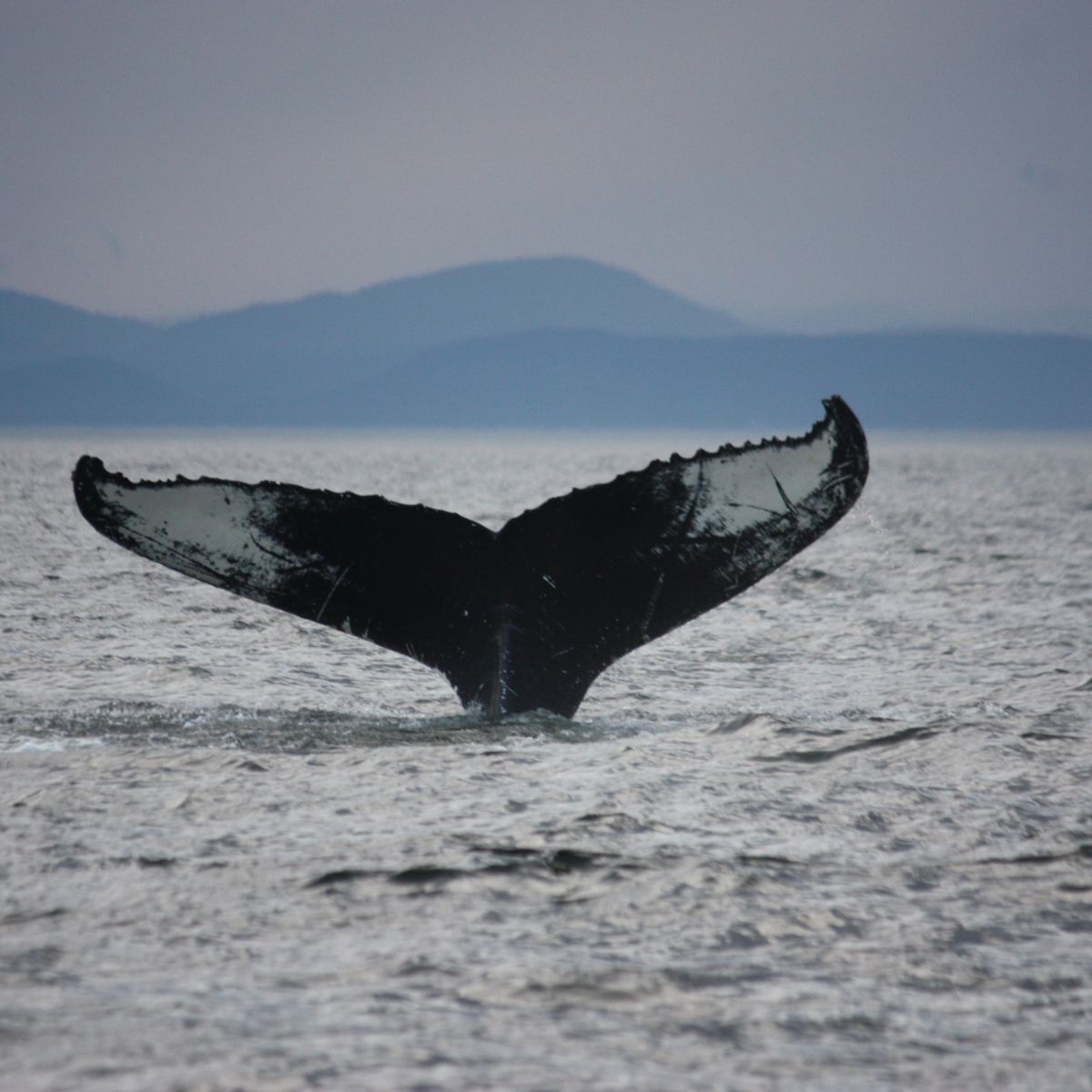 Tadoussac