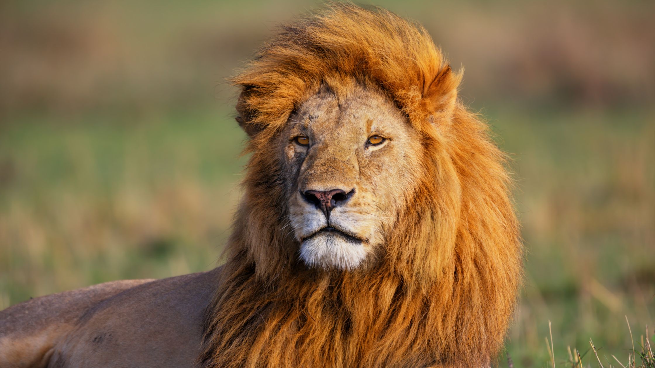 África