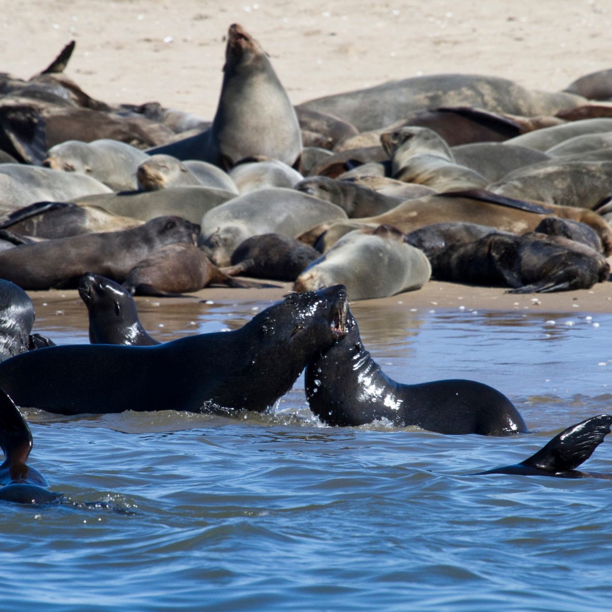 Walvis Bay