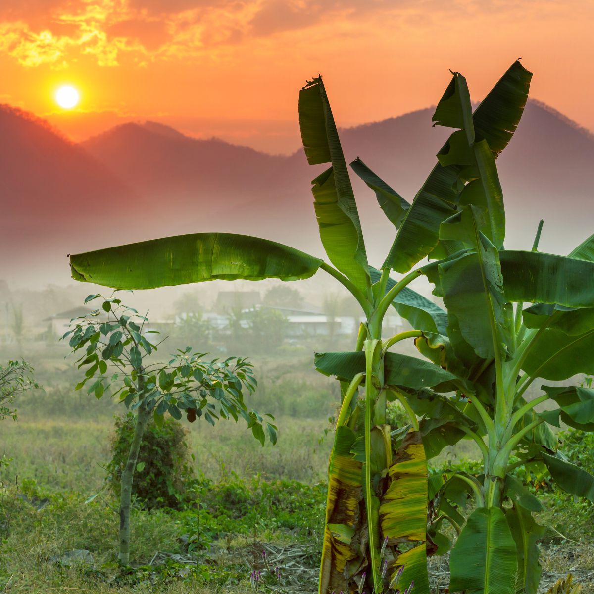 Tailandia