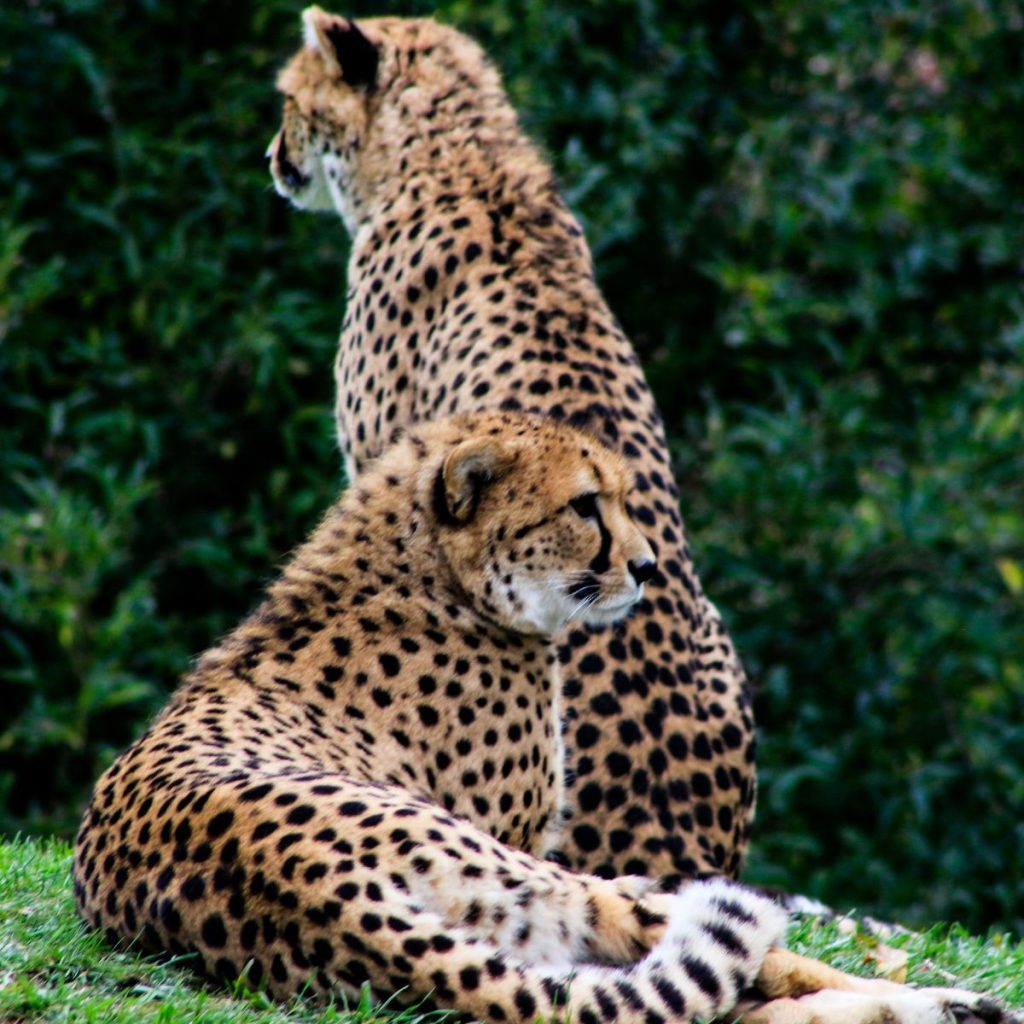 Oudtshoorn