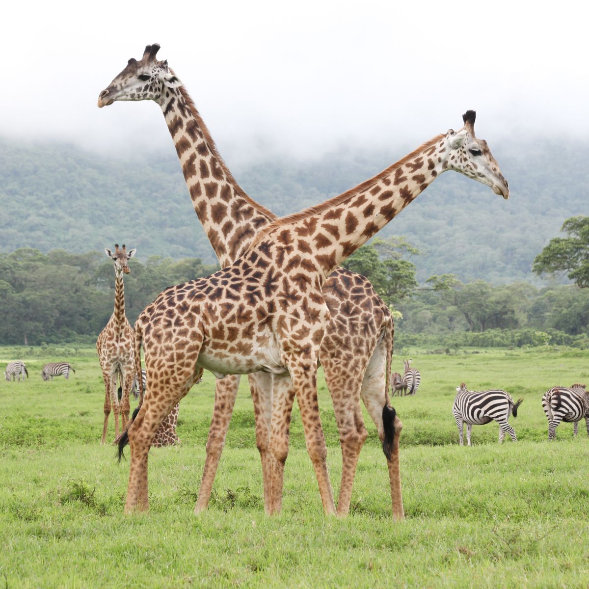 Parque Nacional Arusha