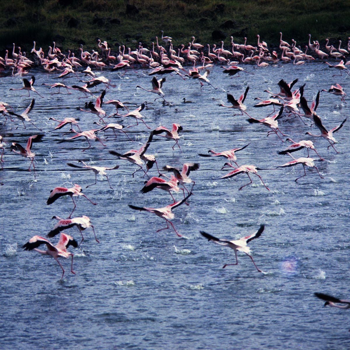 Parque Nacional Arusha