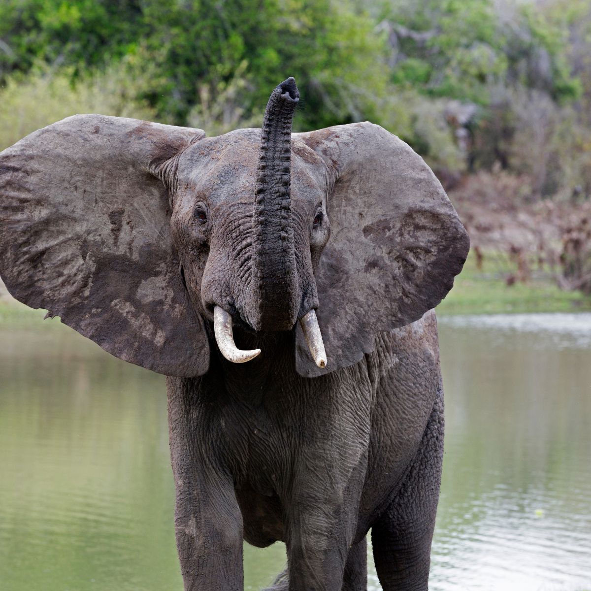 Reserva Nacional de Selous