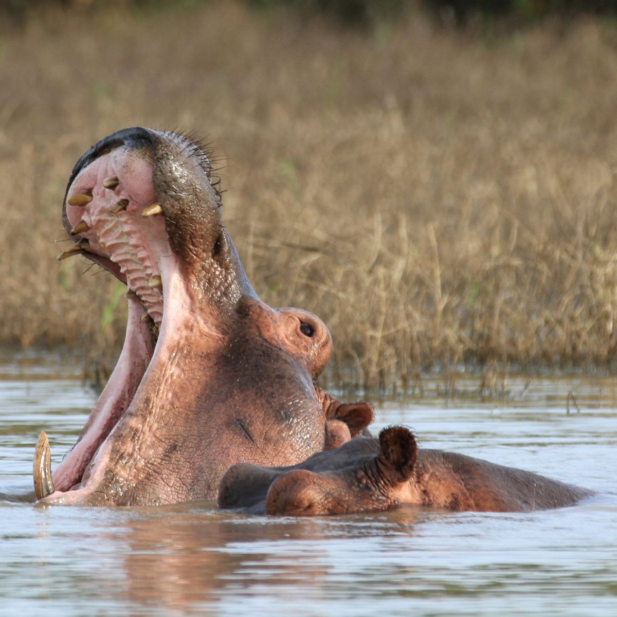 Reserva Nacional de Selous