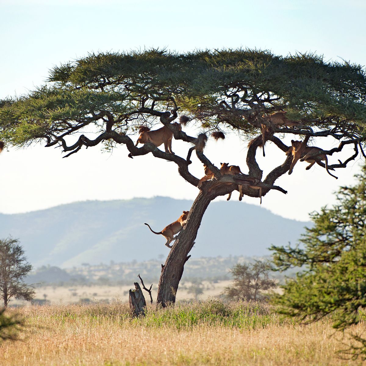 Parque Nacional Serengeti