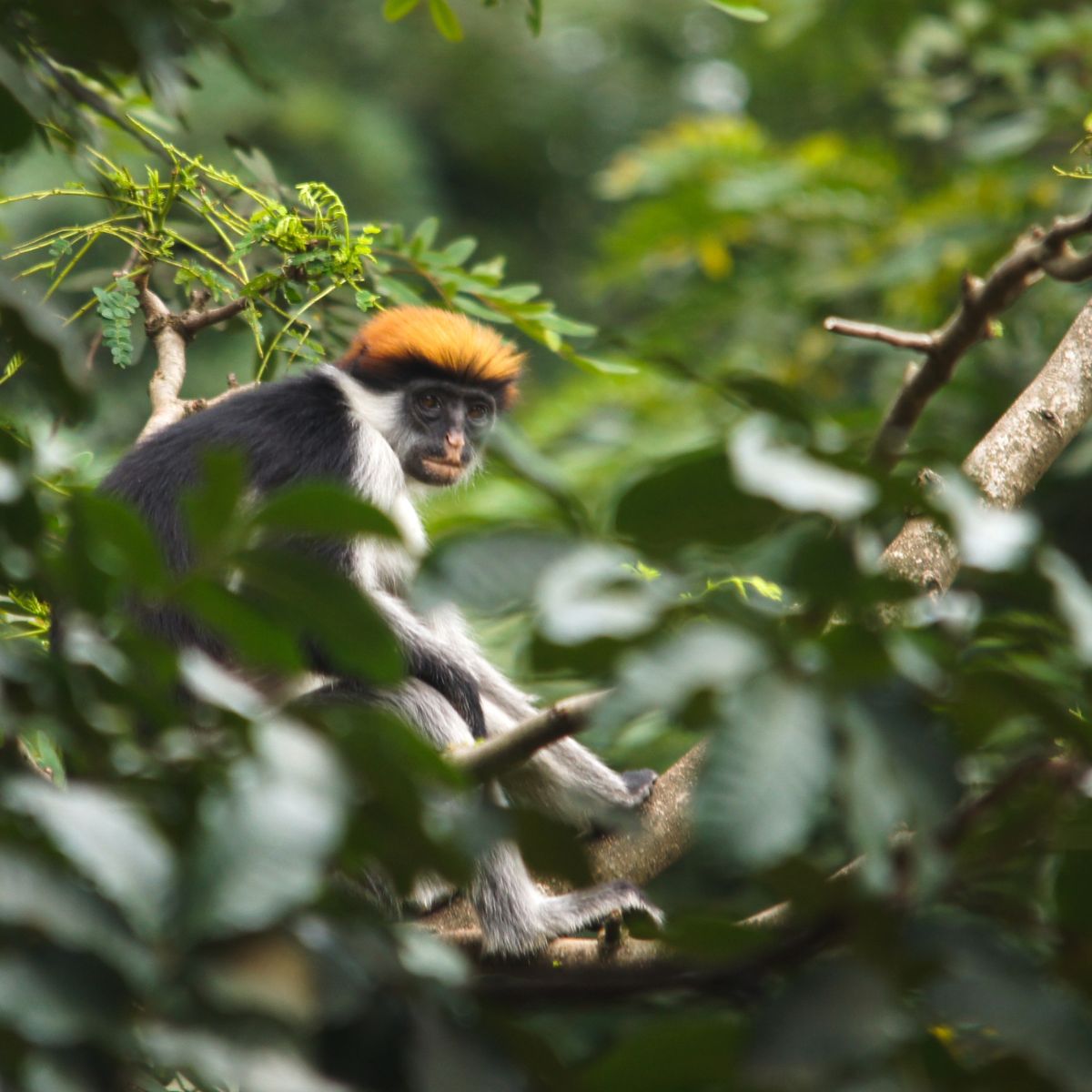 Parque Nacional Montañas de Udzungwa