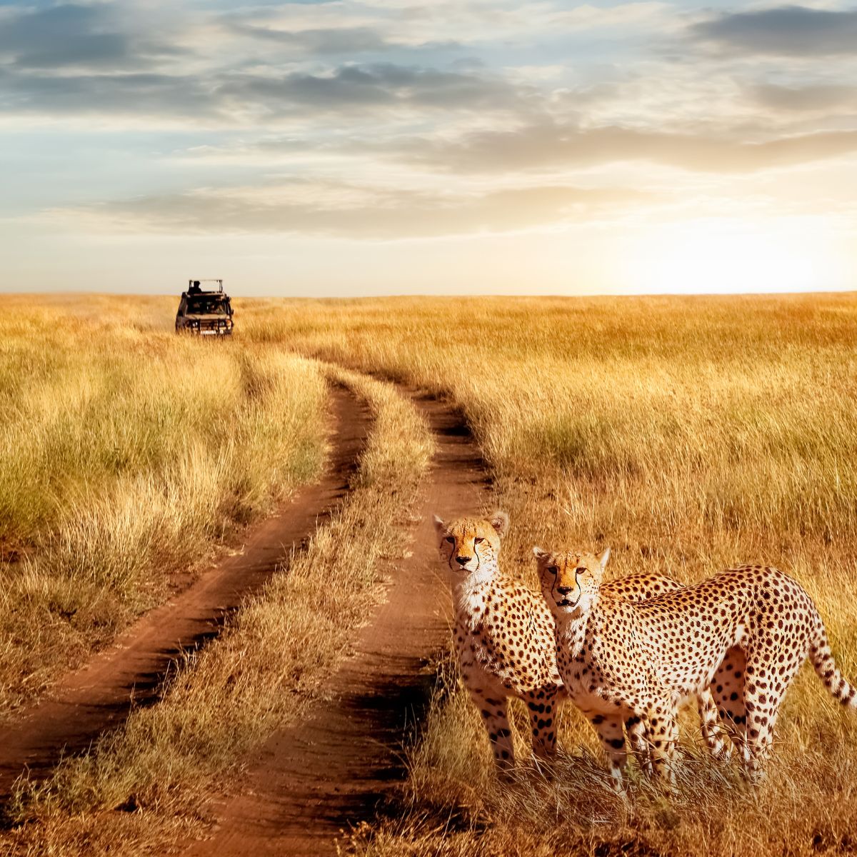 Tanzania