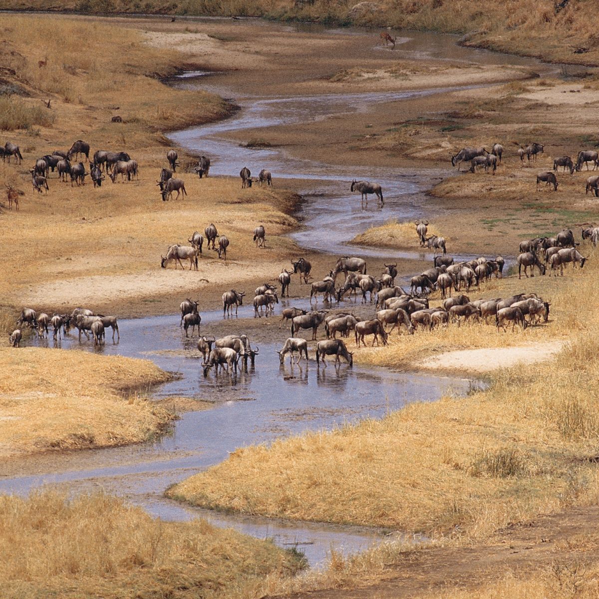 Parque Nacional Tarangire