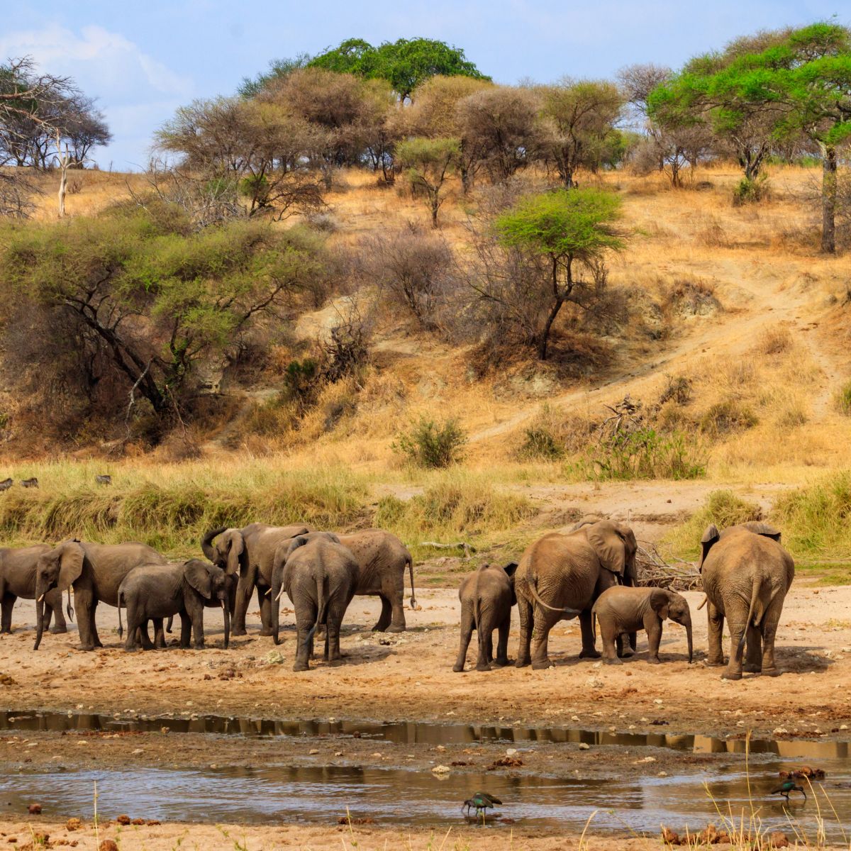 Parque Nacional Tarangire