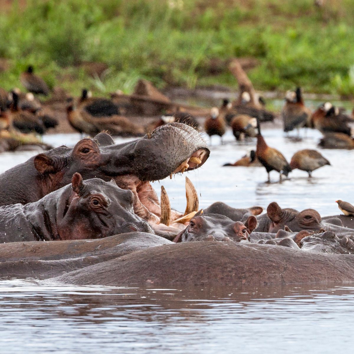 Parque Nacional Lago Manyara