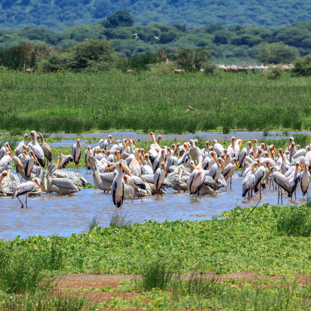 Parque Nacional Lago Manyara