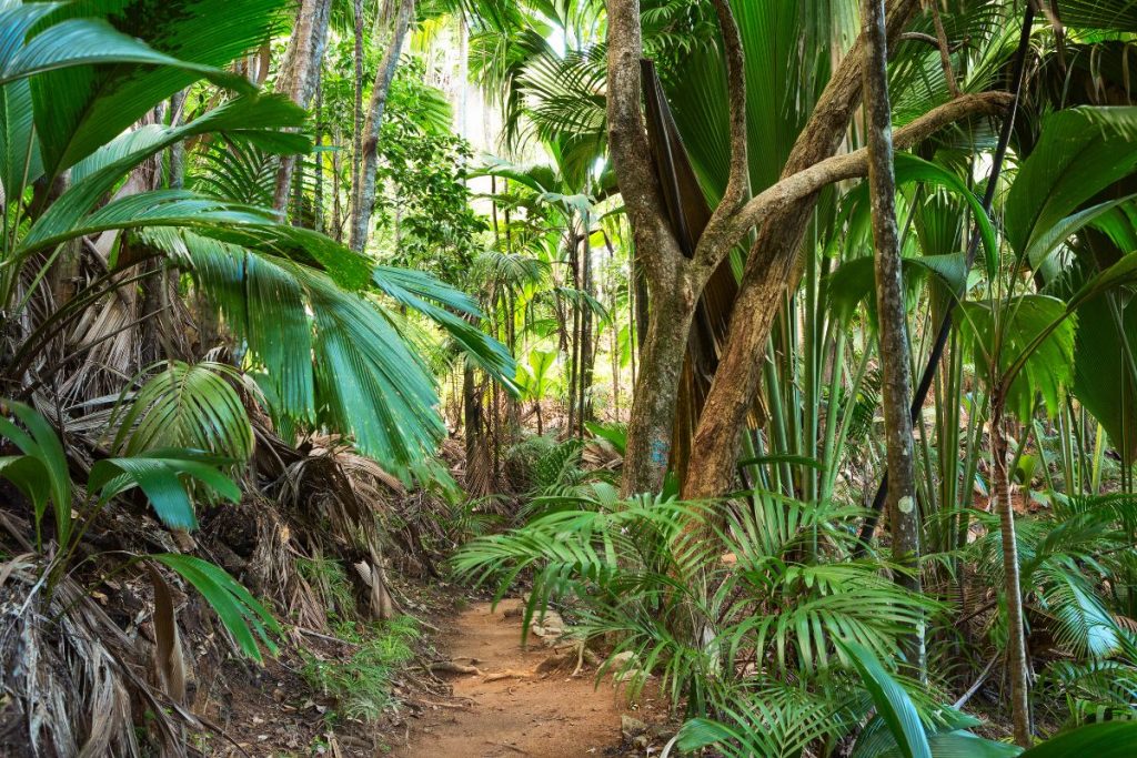 Valle de Mai Un Jardín del Edén en la Tierra