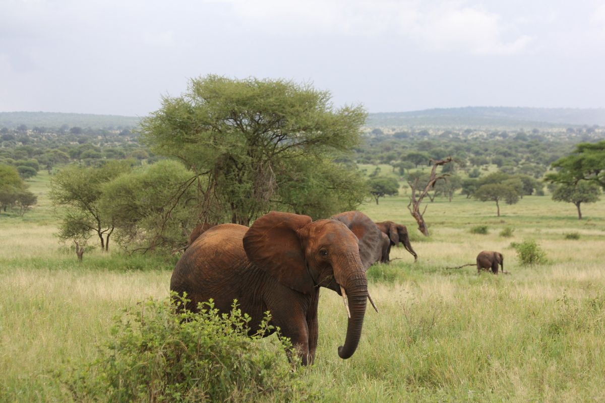 Safari Mbuga en Tanzania
