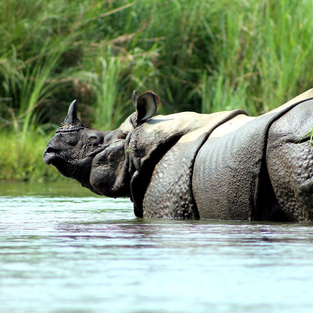 Chitwan National Park