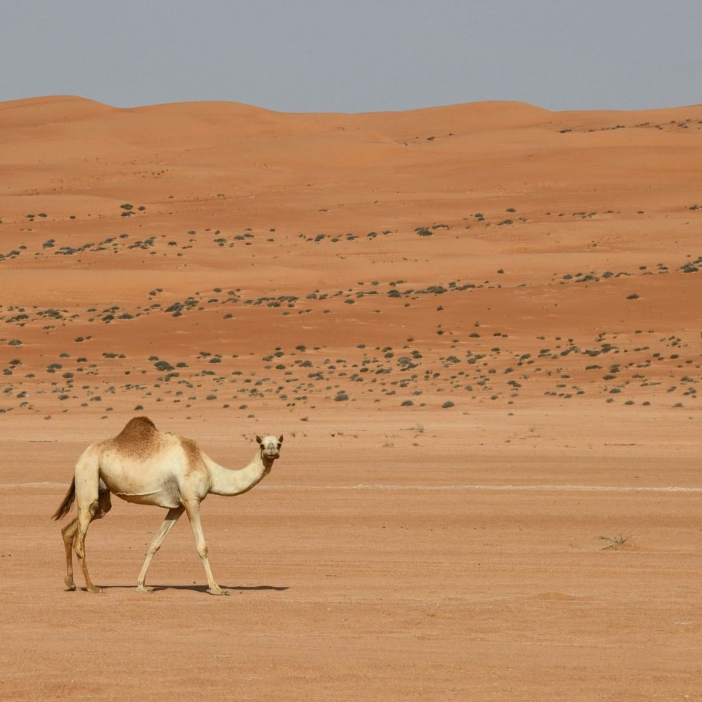 Desierto de Wahiba Sands