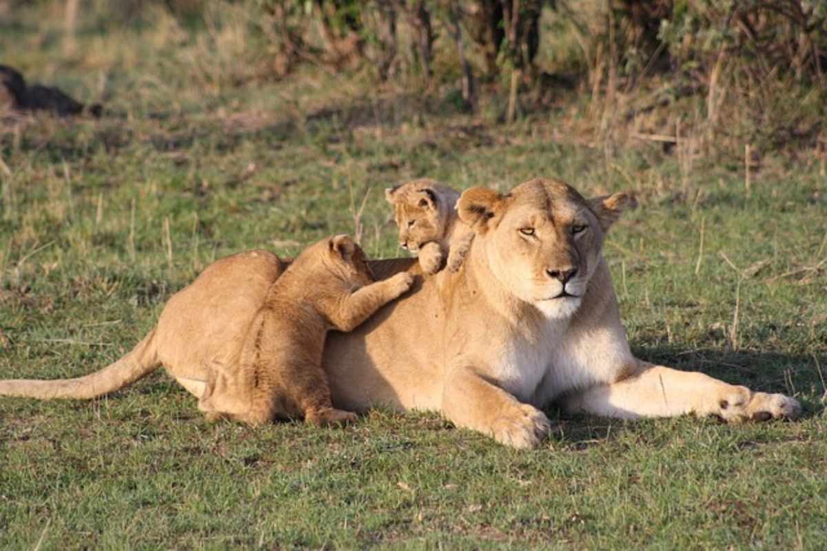 Safari Chaka en Kenia