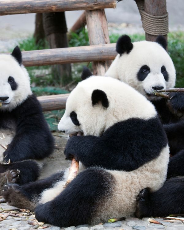Chengdú