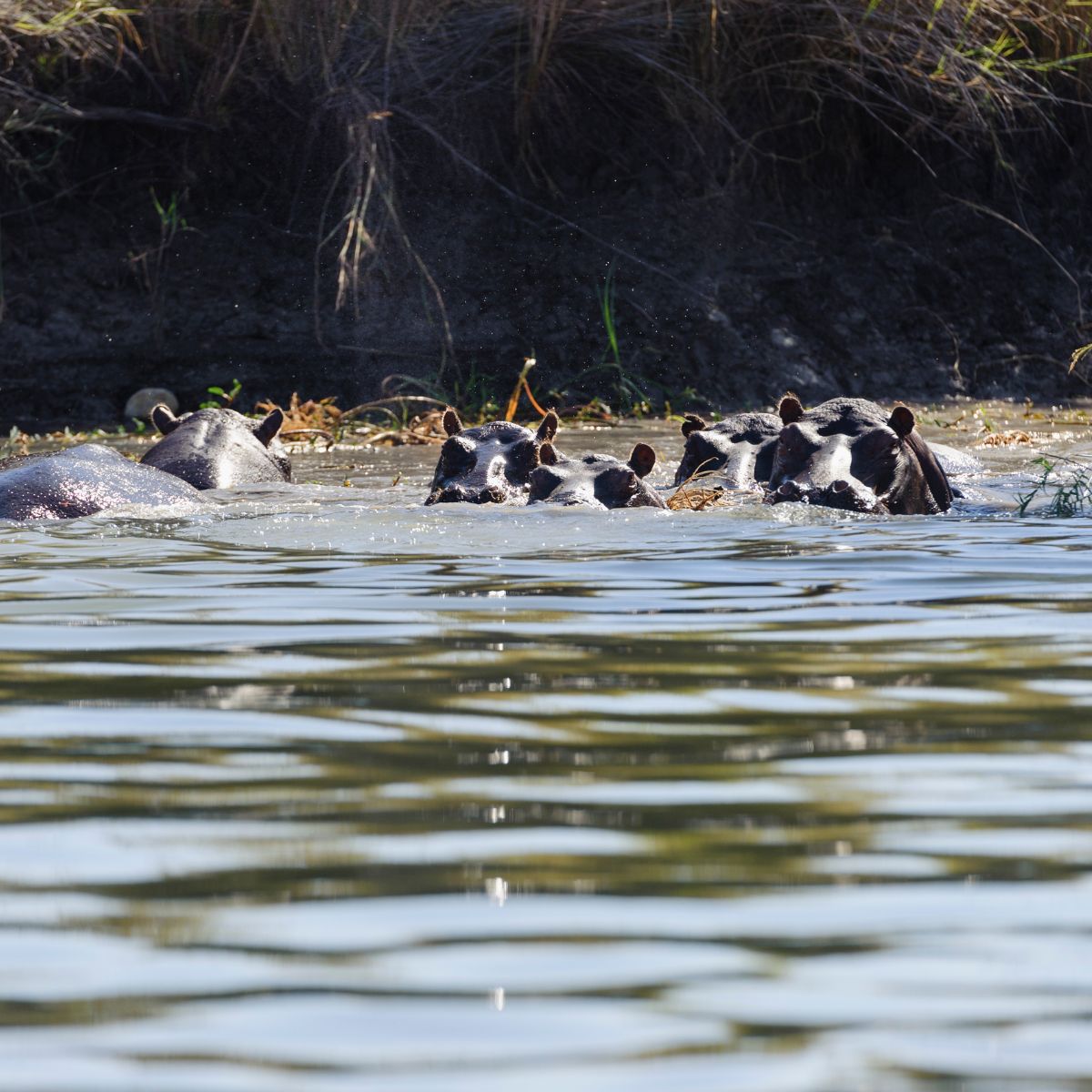 Kafue National Park