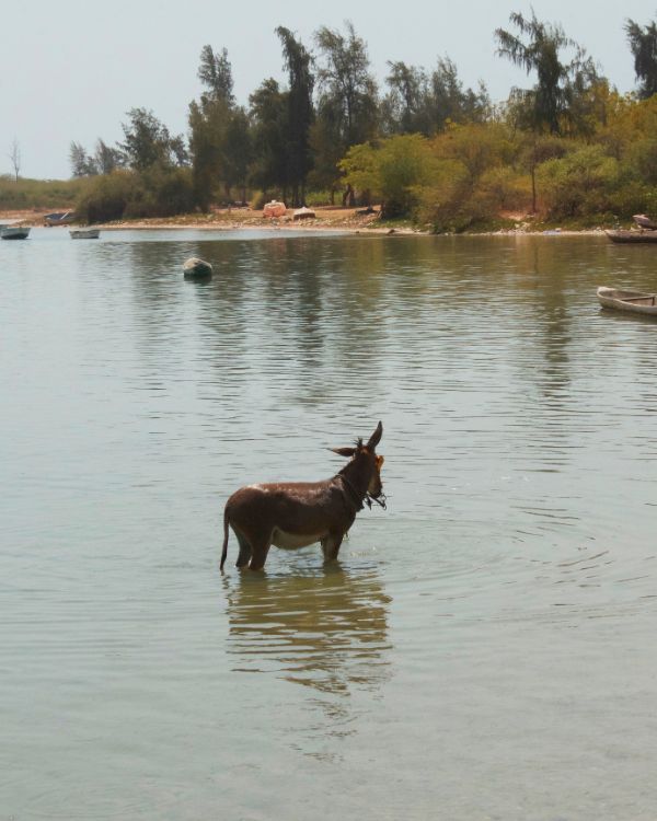 Delta de Saloum