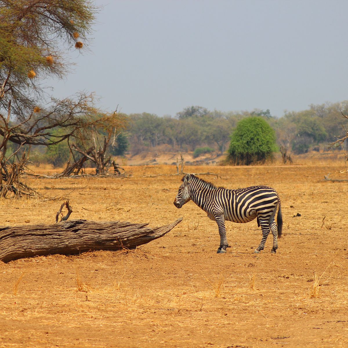 South Luangwa National Park