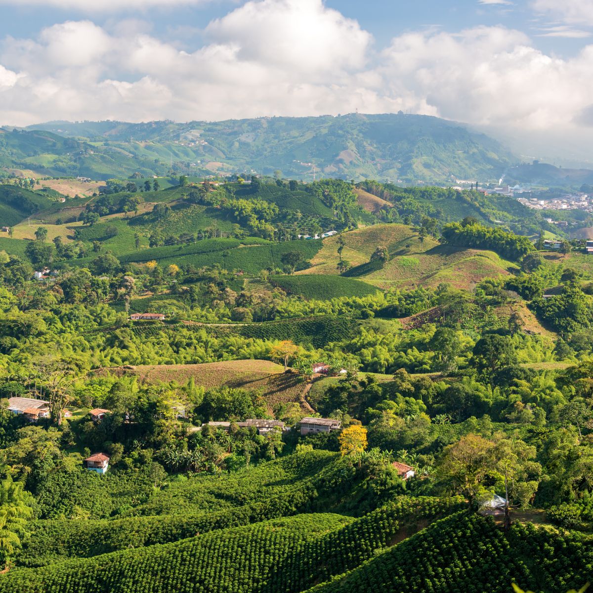Eje Cafetero