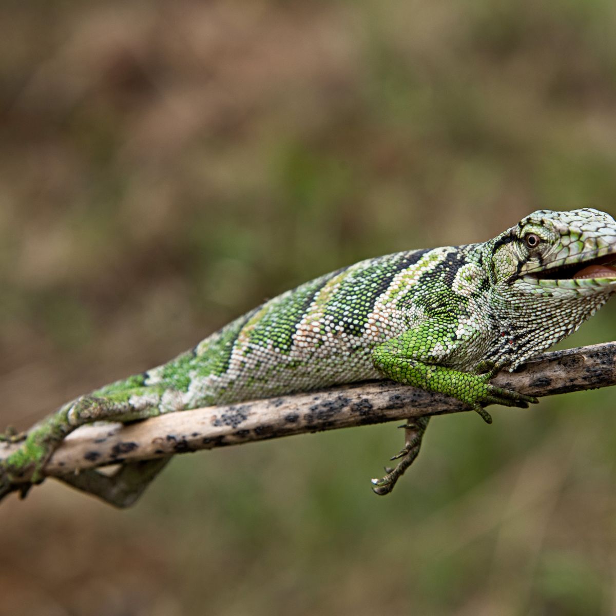 Amazonas Colombiano