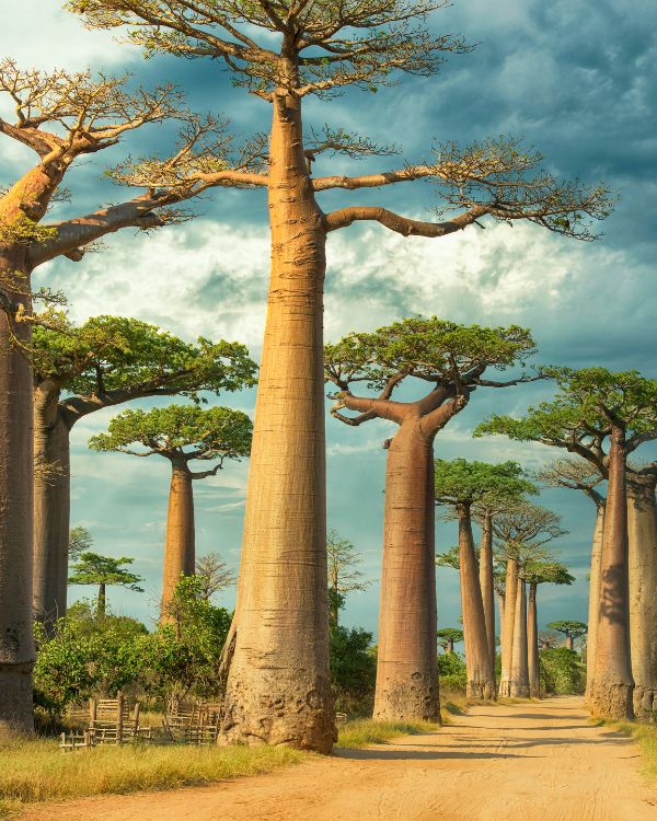 Madagascar