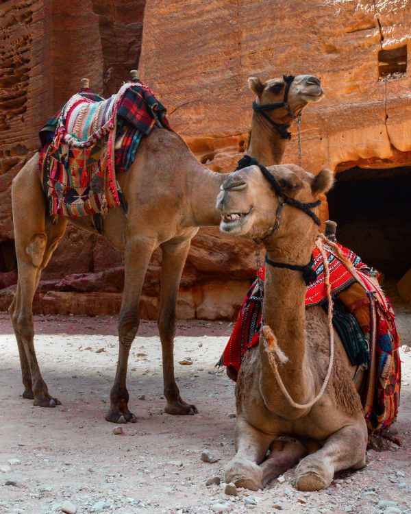 Petra