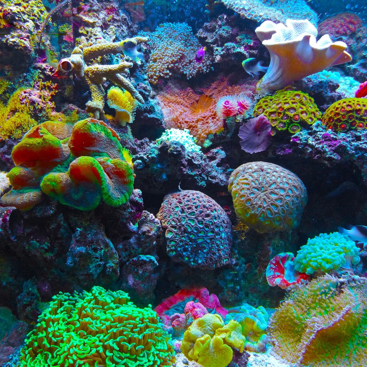 Cairns y la Gran Barrera de Coral