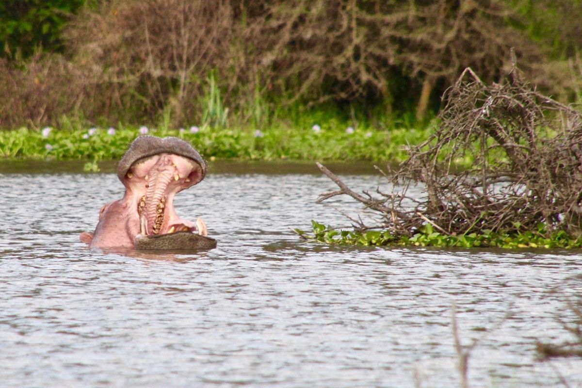 Safari Chaka en Kenia