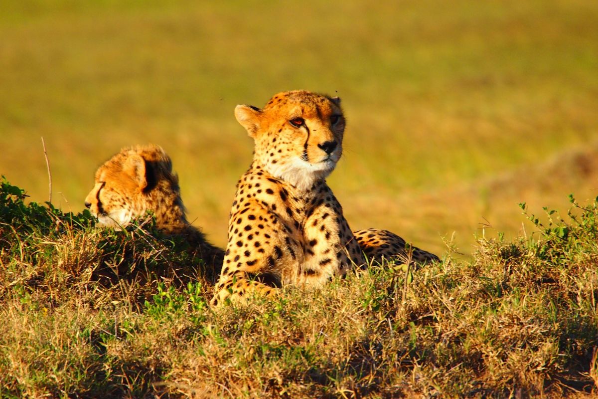 Safari Tembea en Kenia con Zanzibar de lujo