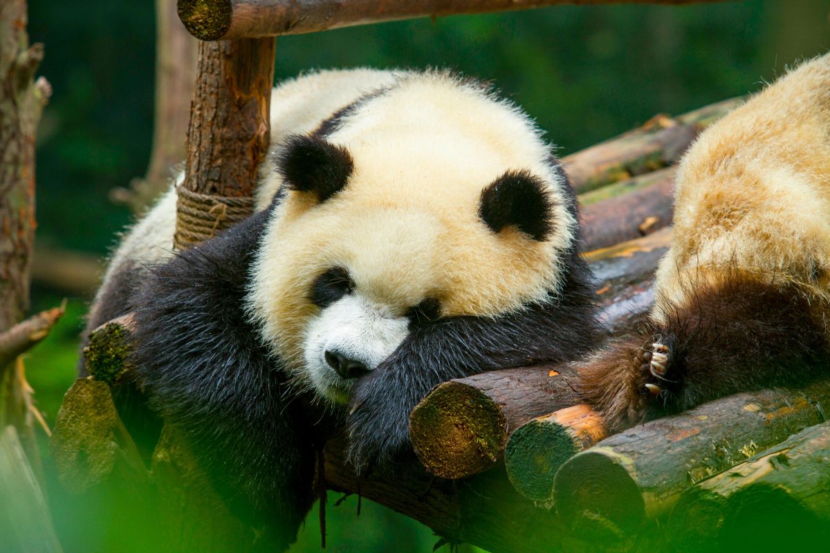 Pandas y Montañas de Avatar
