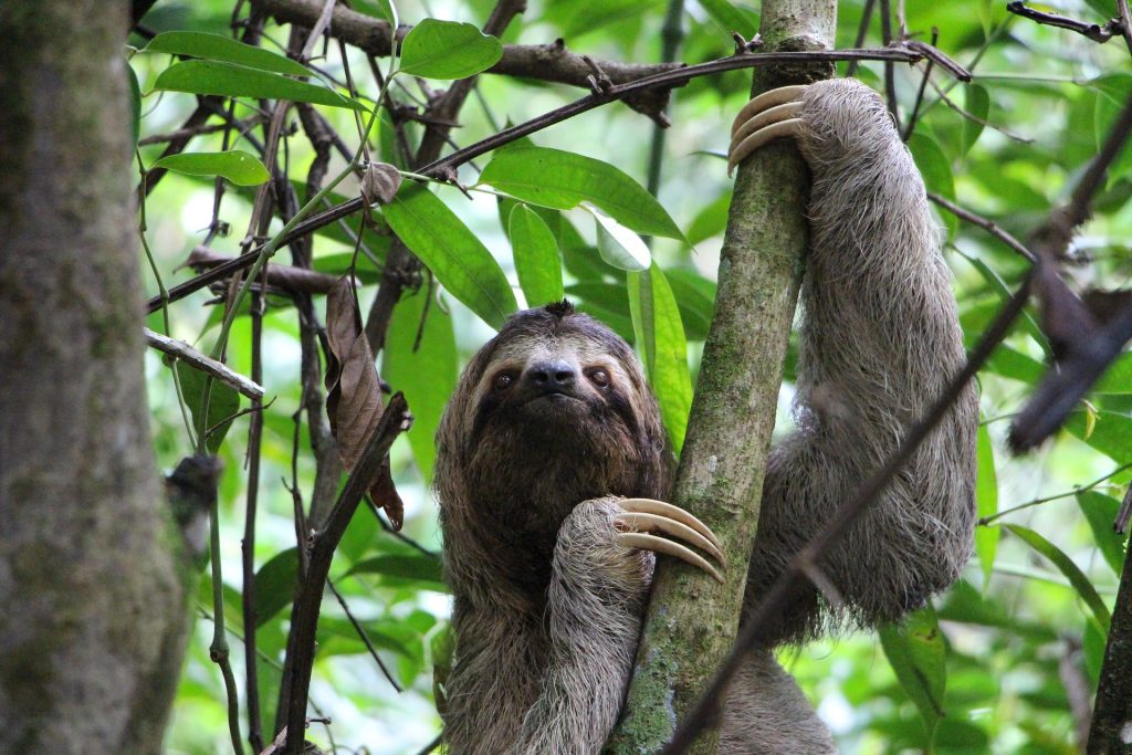 Costa Rica Clásica Con Manuel Antonio