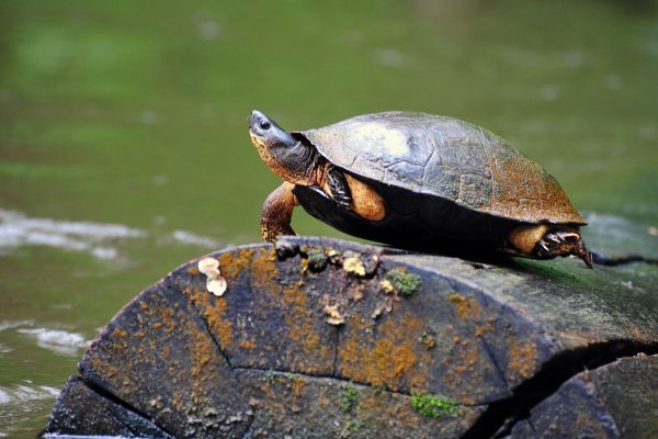 canales Tortuguero