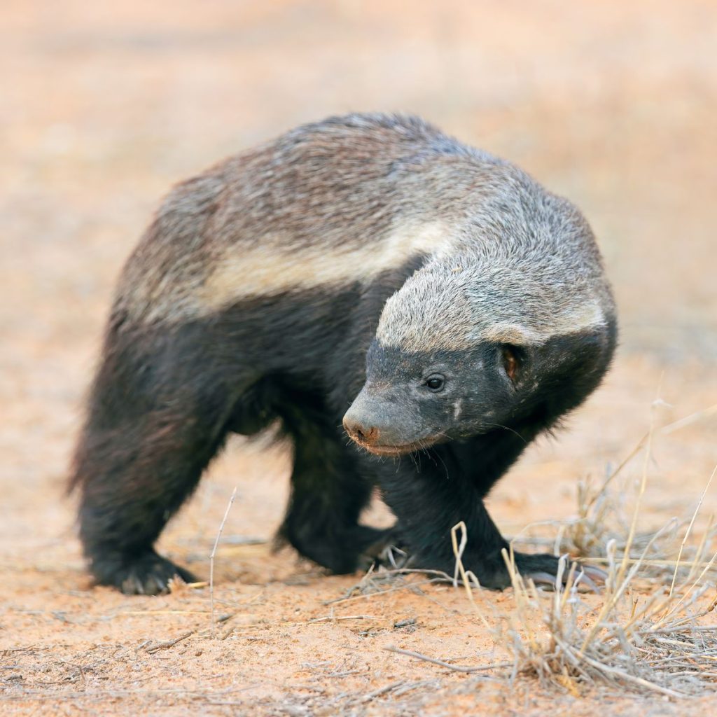 Desierto de Kalahari 1