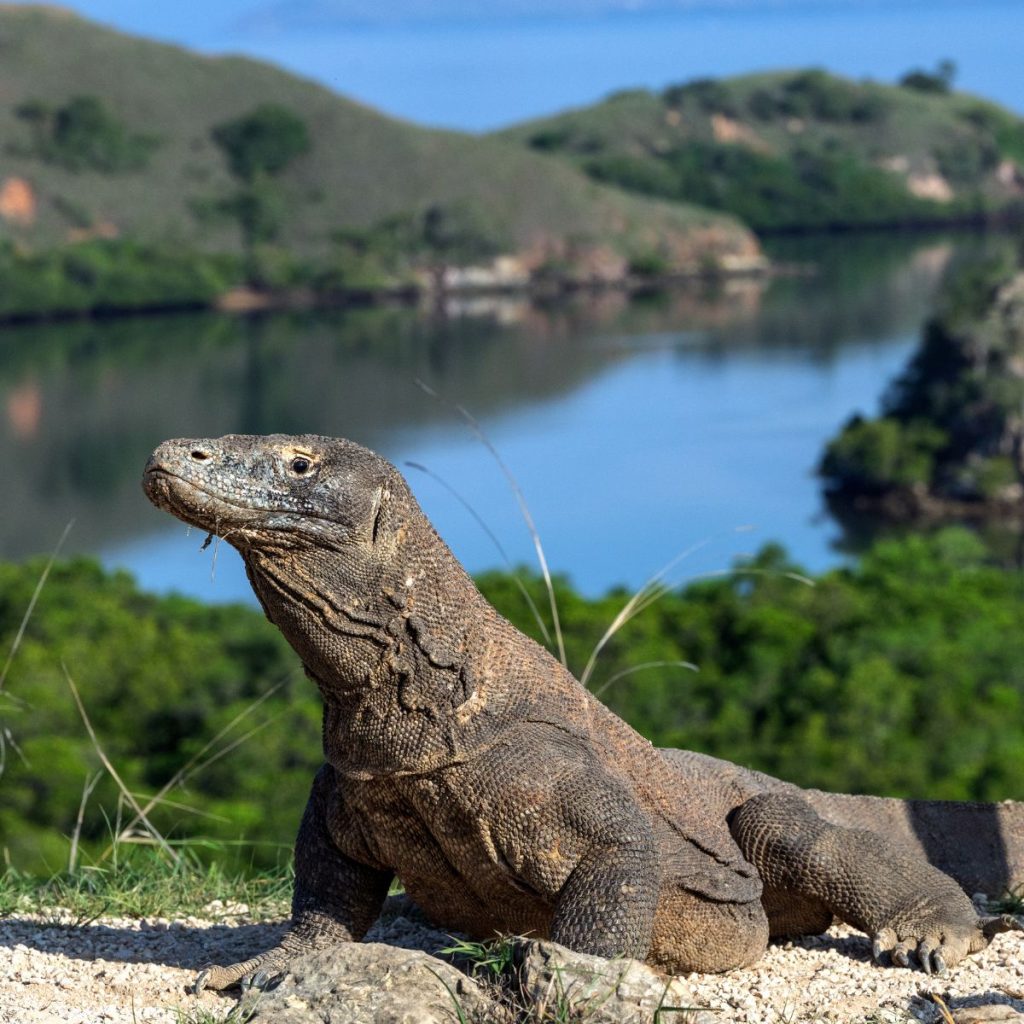 Isla de Komodo (1)