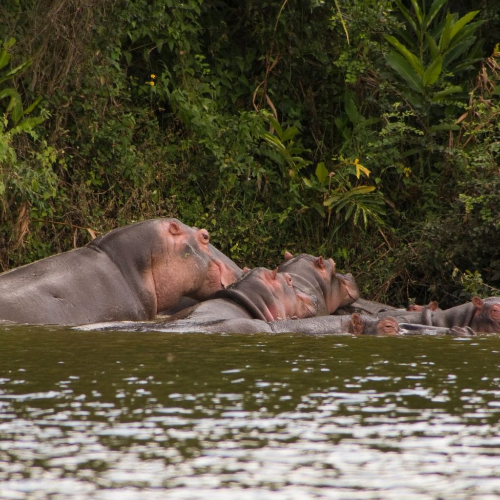 Lago Mburo