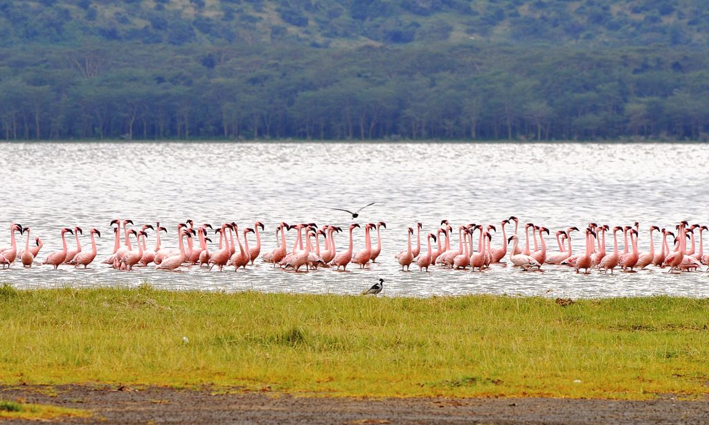 Safari Rasmi en Kenia